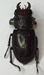 Reddish-brown Stag Beetle - Lucanus capreolus