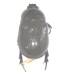 Rice Beetle 