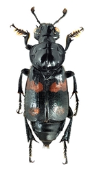 Roundneck Sexton Beetle 