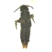 Rove Beetle top view