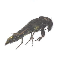 Rove Beetle side view