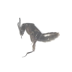 Rove Beetle - Staphylinidae