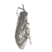 Sawfly - Tenthredinidae_1