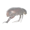 Scarab Beetle Diplotaxis sp.