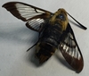 Snowberry Clearwing 