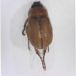 Southern Masked Chafer 