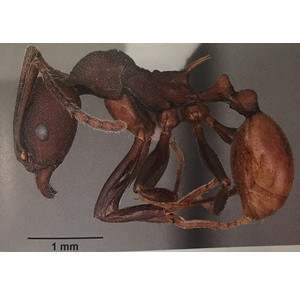 Spine-waisted Ant 