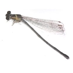 Spreadwing - Lestidae