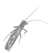 Spring Stonefly  - Perlidae_2