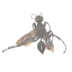 Square-headed Wasp 