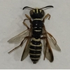 Square-headed Wasp 