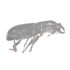 Stage Beetle - Platycerus oregonensis