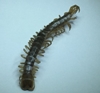 Stone Centipede 