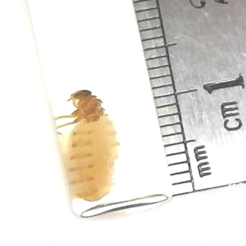 Subterranean Termite Queen