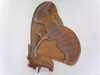 Sweetbay Silk Moth [damaged] 