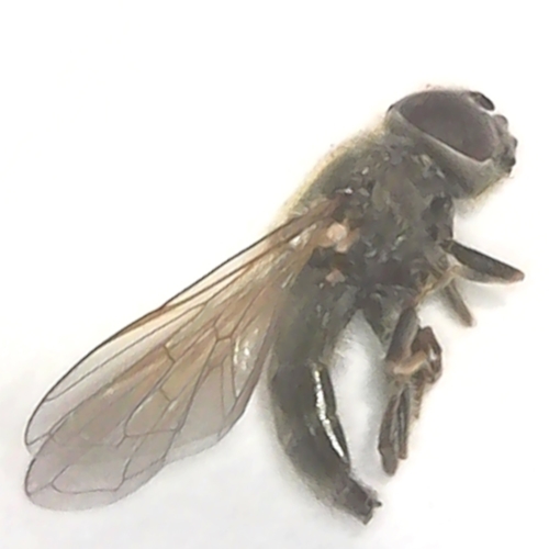 Syrphid Fly - Cheilosia