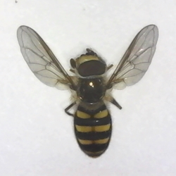 Syrphid Fly dead insect specimen