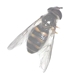 Syrphus ribesii - Hover Fly