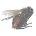 Tachinid Fly - Tachinidae