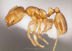 Thief Ant - Solenopsis molesta