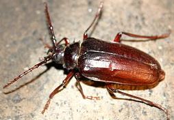 Prionus Long-horned Beetle 
