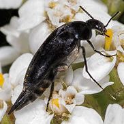 Tumbling Flower Beetle 