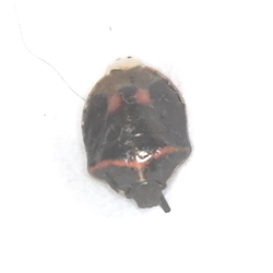 Twice-stabbed Stink Bug - Cosmopepla lintneriana