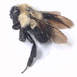 Bombus bimaculatus -Two-Spotted Bumble Bee
