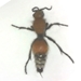 Velet Ant female