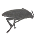 Velvety  Bark Beetle - Penthe pimelia