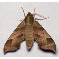 Virginia Creeper Sphinx Moth 