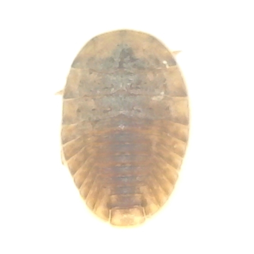 pstephenidae - Water Penny Beetle Larva