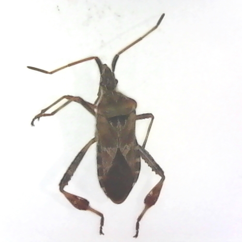 Leptoglossus occidentalis - Western Conifer Seed Bug