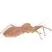 Wheel Bug - Arilus cristatus