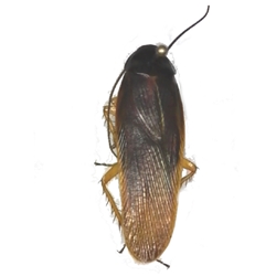 Wood Cockroach 