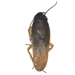 Wood Cockroach - Parcoblatta sp.