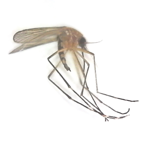 Mosquito Aedes canadensis
