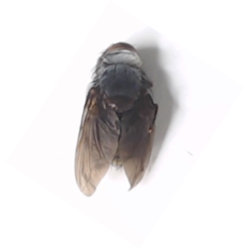 Yellow-tipped Belvosia Fly 