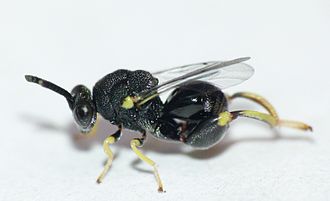 Clover Seed Chalcid Wasp 