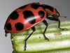 Spotted Lady Beetle 