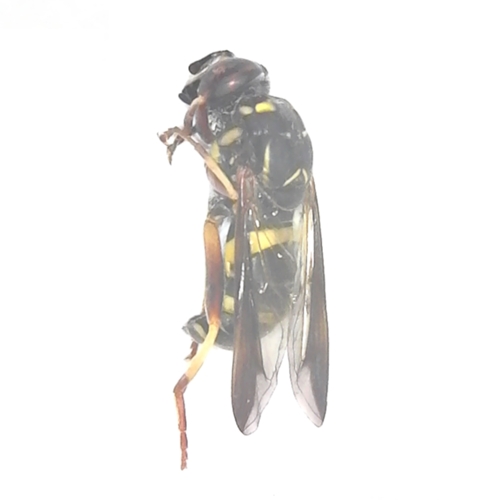 Hornet mimic Flower Fly Spilomyia sayi