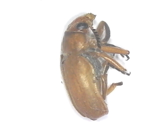 Leaf Beetle - Anomoea sp.