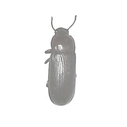 Yellow Mealworm Beetle