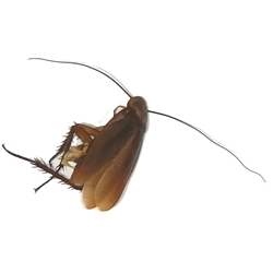 American Cockroach - Periplaneta americana