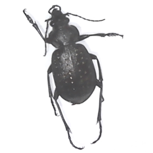 Fiery Hunter Beetle - Calosoma calidum