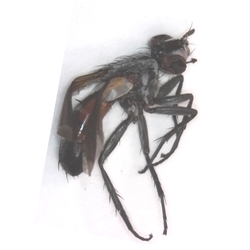 Tachinid Fly - Cylindromyia intermedia