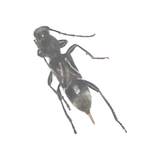 Ant-like Longhorn Beetle - Cyrtophorus verrucosus
