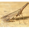 Dictyopharid Planthoppers 
