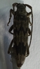 Long-horned Beetle 