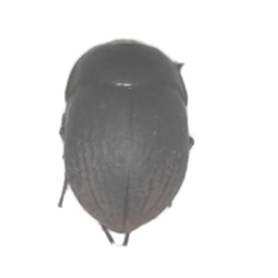 Darkling beetle dried insect for your insect collection